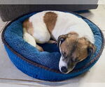 Small #9 Jack Russell Terrier-Spaniel Mix