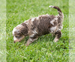 Small #5 Bernedoodle