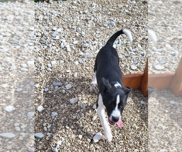 Medium Photo #3 Labrador Retriever-Unknown Mix Puppy For Sale in Foristell, MO, USA