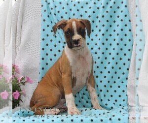 Boxer Puppy for sale in RISING SUN, MD, USA