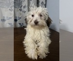 Small #20 Havanese
