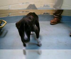 American Pit Bull Terrier-Unknown Mix Dogs for adoption in Tulsa, OK, USA