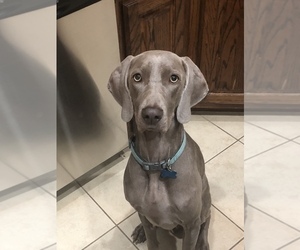 Mother of the Weimaraner puppies born on 10/18/2021