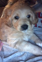 Goldendoodle-Unknown Mix Puppy for sale in ELLICOTTVILLE, NY, USA