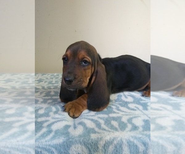 Medium Photo #19 Basset Hound Puppy For Sale in PETERSBURG, IN, USA
