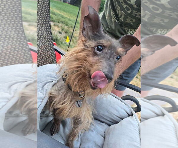 Medium Photo #4 Mutt Puppy For Sale in Salt Lake City, UT, USA