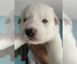 Puppy 2 Samoyed-Siberian Husky Mix