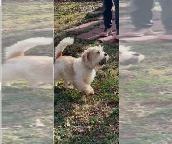 Medium Photo #4 Mutt Puppy For Sale in Candler, NC, USA