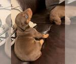 Small Photo #3 Doberman Pinscher Puppy For Sale in SANTA ANA, CA, USA
