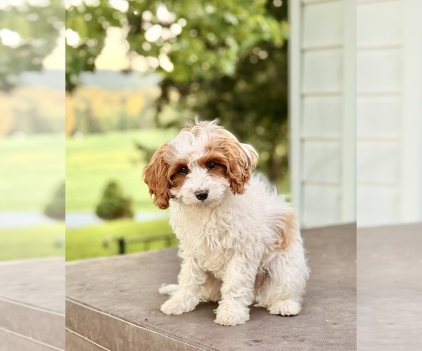 Medium Photo #8 Cavapoo (Miniature) Puppy For Sale in MOHNTON, PA, USA