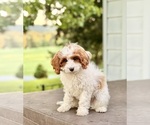 Small #7 Cavapoo (Miniature)