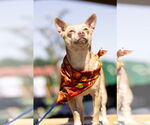 Small Chihuahua
