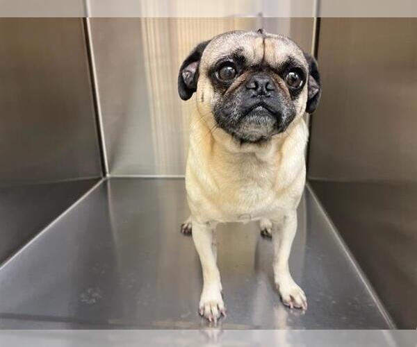 Medium Photo #1 Pug Puppy For Sale in Orange, CA, USA