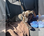 Small #4 American Staffordshire Terrier Mix