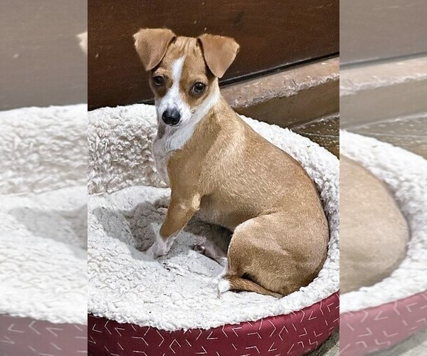 Medium Photo #1 Chihuahua Puppy For Sale in SAN FRANCISCO, CA, USA