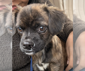 Chug Dogs for adoption in Brooklyn, NY, USA