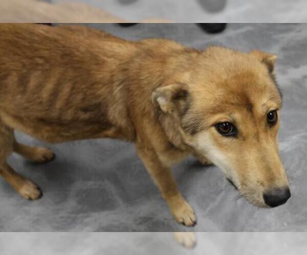 Medium Photo #1 Mutt Puppy For Sale in Thief River Falls, MN, USA