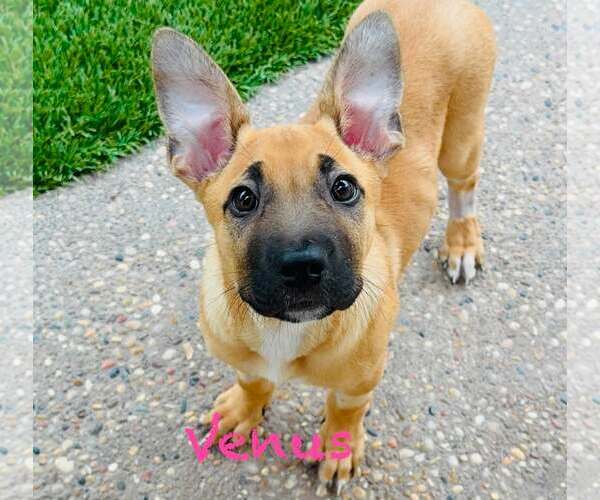 Medium Photo #2 German Shepherd Dog-Unknown Mix Puppy For Sale in Mission Viejo, CA, USA