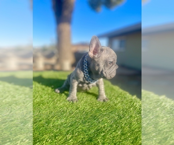 Medium Photo #5 French Bulldog Puppy For Sale in SANTA MONICA, CA, USA