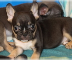 Puppy Mandi French Bulldog