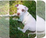 Small #1 Labrador Retriever Mix