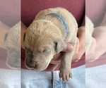 Small #4 Great Dane
