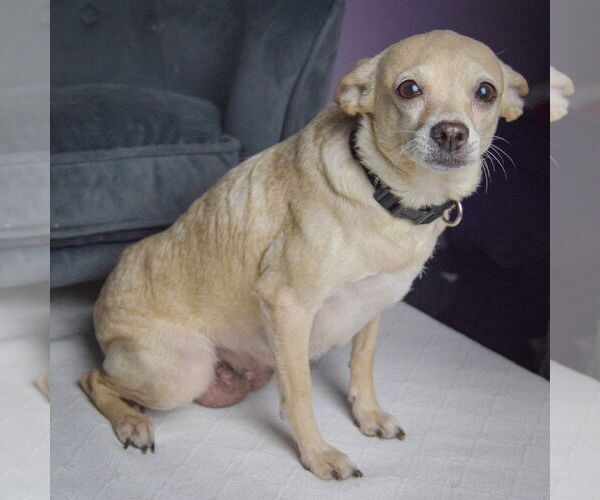 Medium Photo #4 Chiweenie Puppy For Sale in Huntley, IL, USA