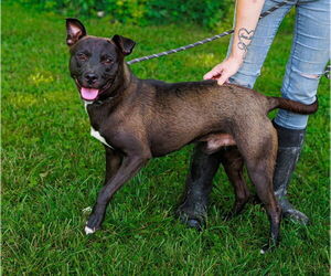 Labrador Retriever-Staffordshire Bull Terrier Mix Dogs for adoption in Sparta, TN, USA