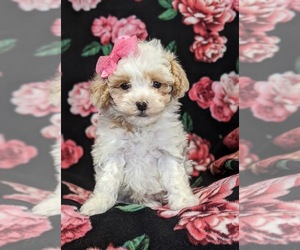 Bichpoo Puppy for sale in AIRVILLE, PA, USA