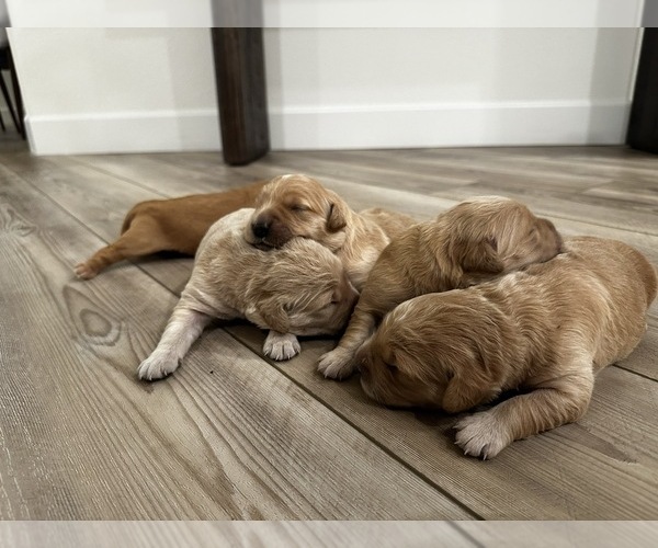 Medium Photo #1 English Cream Golden Retriever Puppy For Sale in SACRAMENTO, CA, USA
