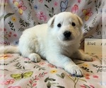 Puppy Blue German Shepherd Dog