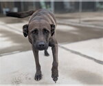 TUCKER - Male Gerberian Shepsky Dog for Adoption - Small photo