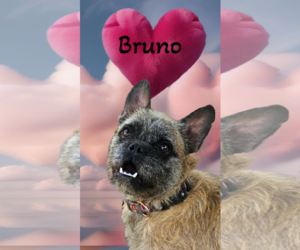 French Bulldog-Unknown Mix Dogs for adoption in Phelan, CA, USA