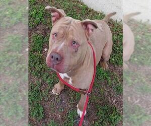 American Staffordshire Terrier Dogs for adoption in Fort Lauderdale, FL, USA
