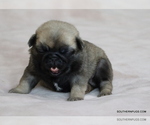 Small #4 Pug