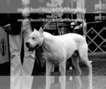 Small Photo #20 Dogo Argentino Puppy For Sale in AUSTIN, TX, USA