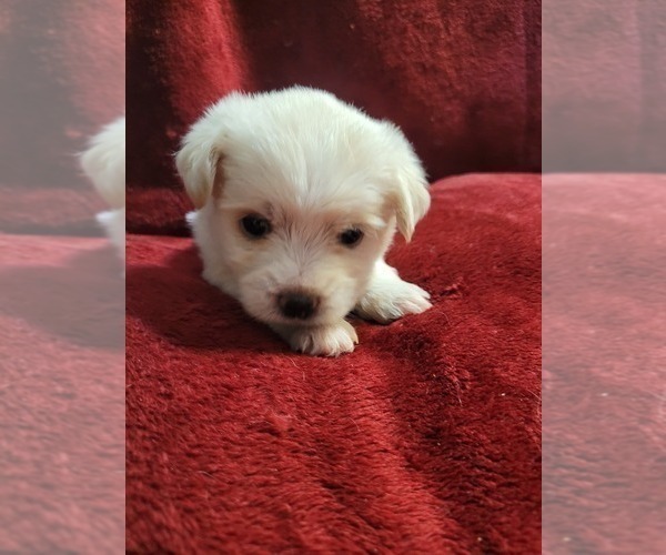 Medium Photo #1 Yorkshire Terrier Puppy For Sale in AKRON, OH, USA