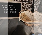 Small Photo #7 Golden Retriever Puppy For Sale in SAN BERNARDINO, CA, USA