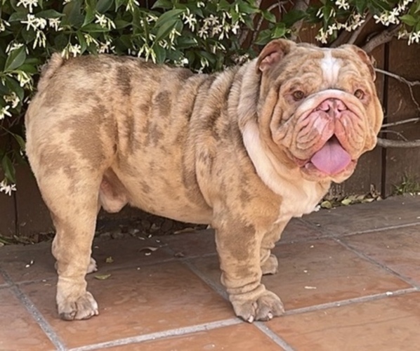 Medium Photo #1 English Bulldog Puppy For Sale in HACIENDA HEIGHTS, CA, USA
