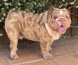 English Bulldog Dog for Adoption in HACIENDA HEIGHTS, California USA