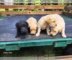 Image preview for Ad Listing. Nickname: Litter of 7