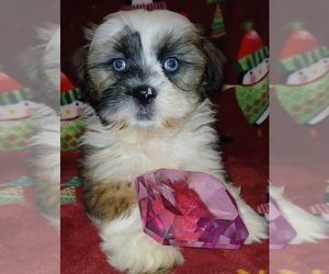 Mal-Shi Puppy for Sale in SALEM, Massachusetts USA