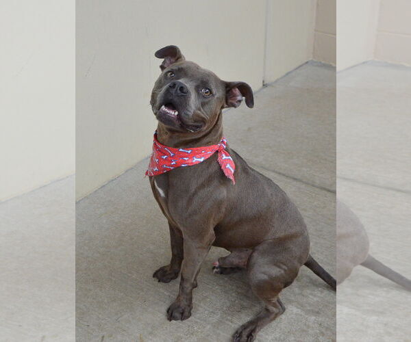 Medium Photo #2 American Pit Bull Terrier-Unknown Mix Puppy For Sale in McKinney, TX, USA