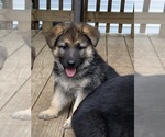 Puppy Puppy 1 German Shepherd Dog