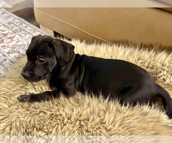 Medium Photo #3 Mutt Puppy For Sale in Brooklyn Center, MN, USA