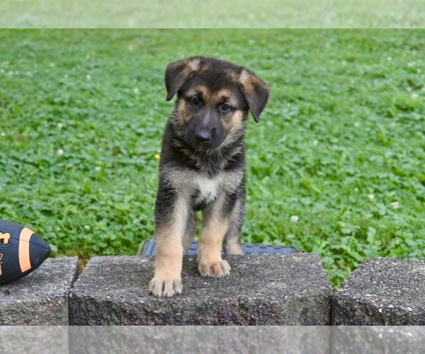 Medium Photo #4 German Shepherd Dog Puppy For Sale in MILLERSBURG, OH, USA