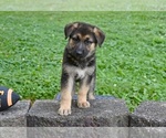 Small #3 German Shepherd Dog