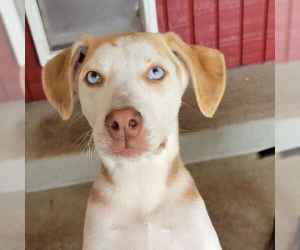 Medium Photo #5 Siberian Husky-Unknown Mix Puppy For Sale in Sequim, WA, USA