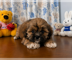 Small #13 Lhasa Apso