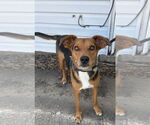 Small #6 Mutt